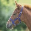 Foal Nylon Headcollar Royal Blue