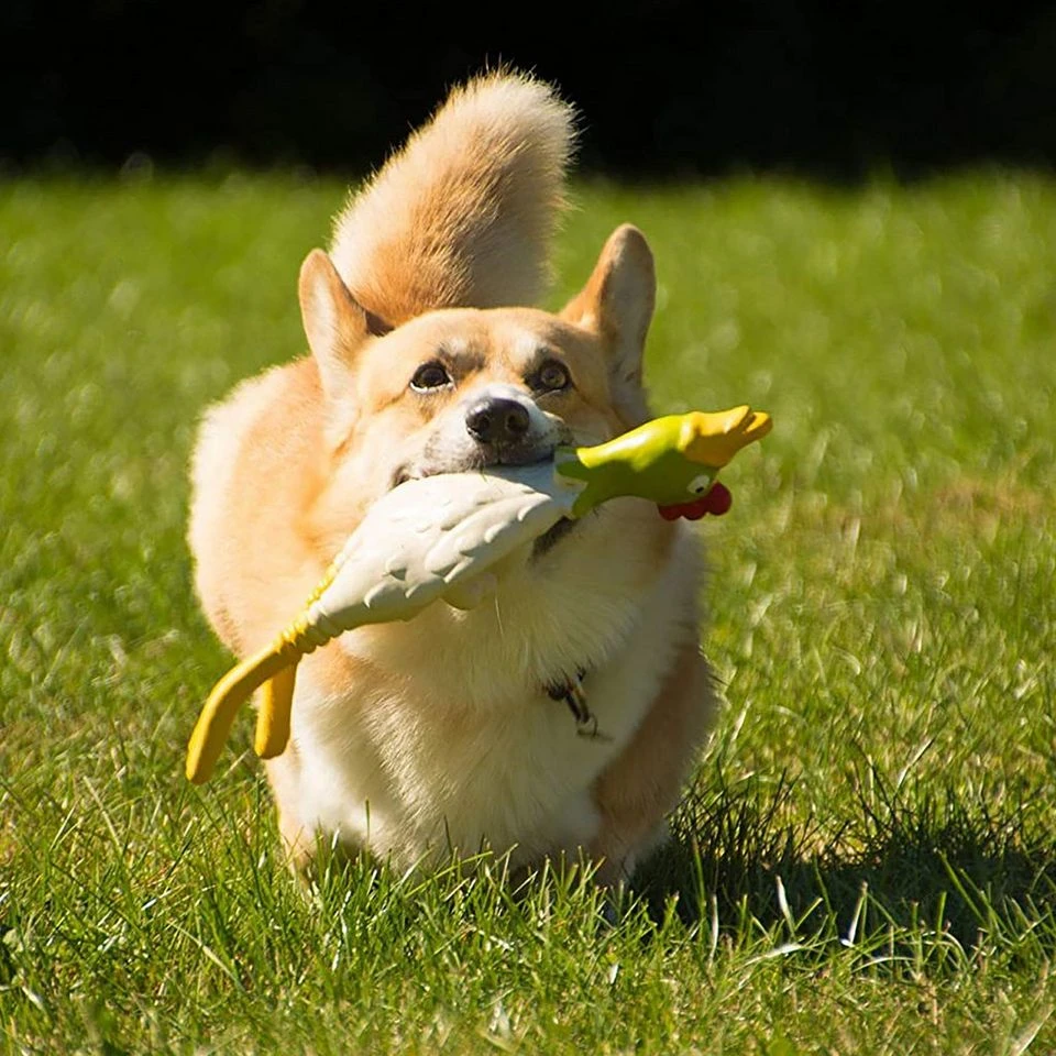 Latex Chicken Lying Small 3 Latex Chicken Lying Small - Image 3